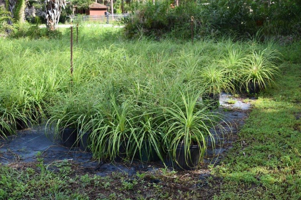 beaucarnea-recurvata-ponytail-palm-nolina-recurvata-elephant-s-foot-palm