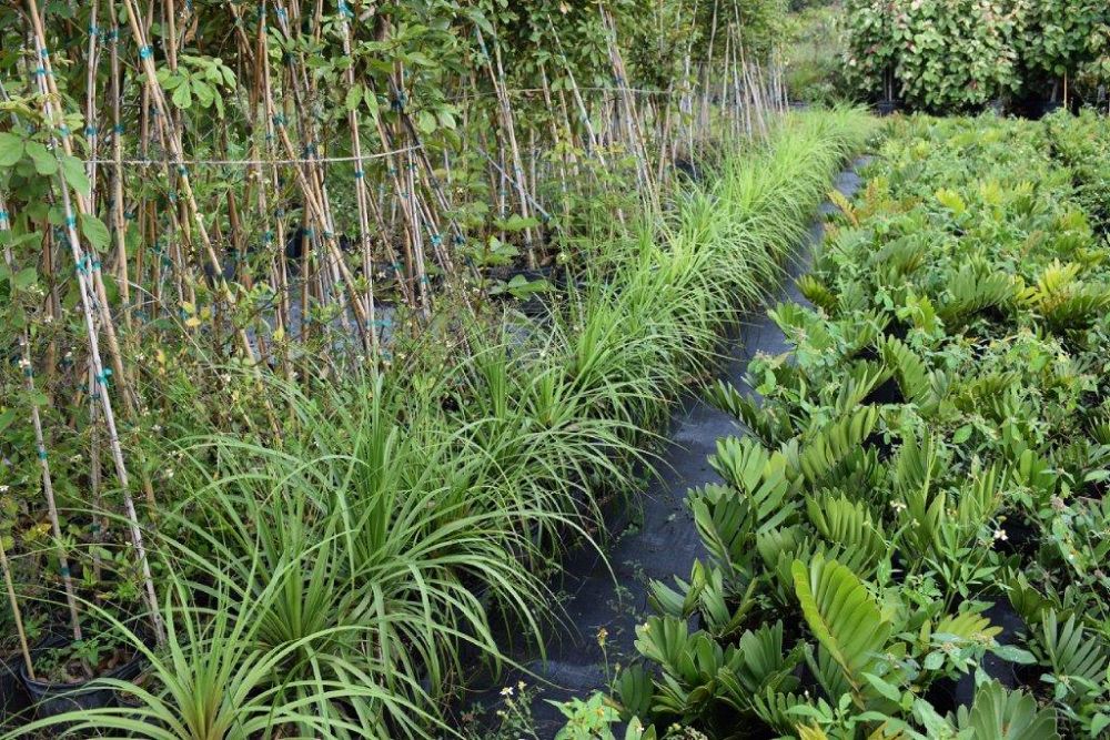 beaucarnea-recurvata-ponytail-palm-nolina-recurvata-elephant-s-foot-palm