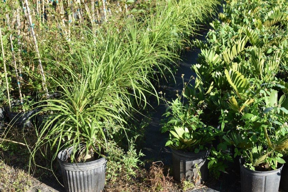 beaucarnea-recurvata-ponytail-palm-nolina-recurvata-elephant-s-foot-palm