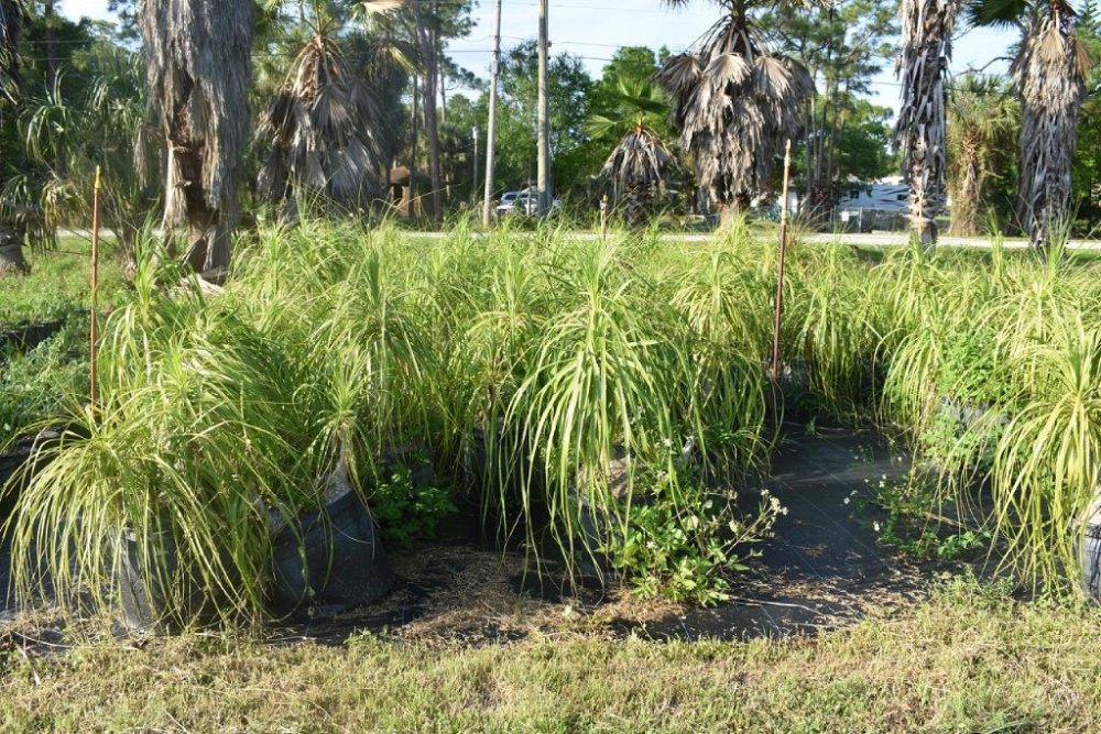 beaucarnea-recurvata-ponytail-palm-nolina-recurvata-elephant-s-foot-palm