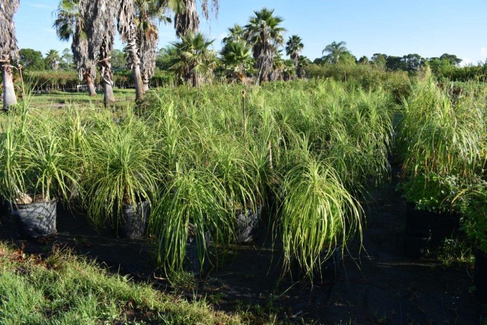 beaucarnea-recurvata-ponytail-palm-nolina-recurvata-elephant-s-foot-palm