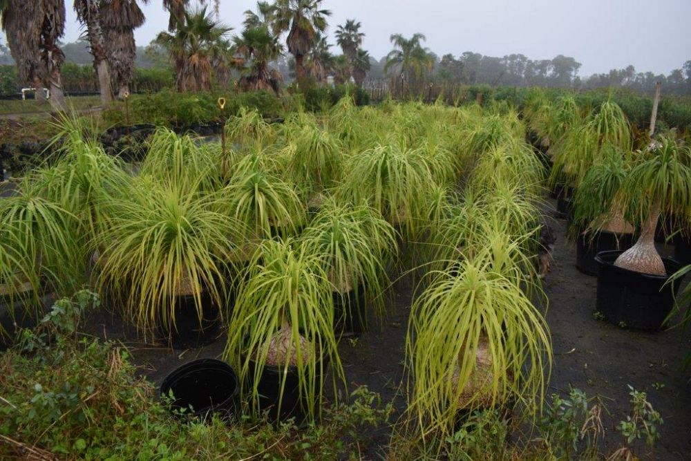 beaucarnea-recurvata-ponytail-palm-nolina-recurvata-elephant-s-foot-palm
