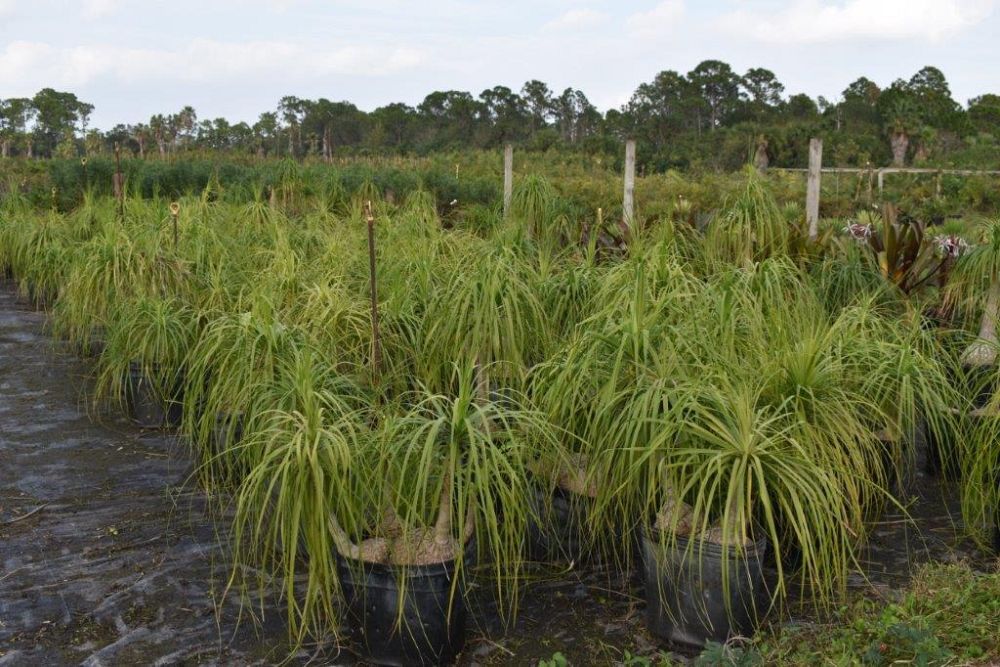 beaucarnea-recurvata-ponytail-palm-nolina-recurvata-elephant-s-foot-palm
