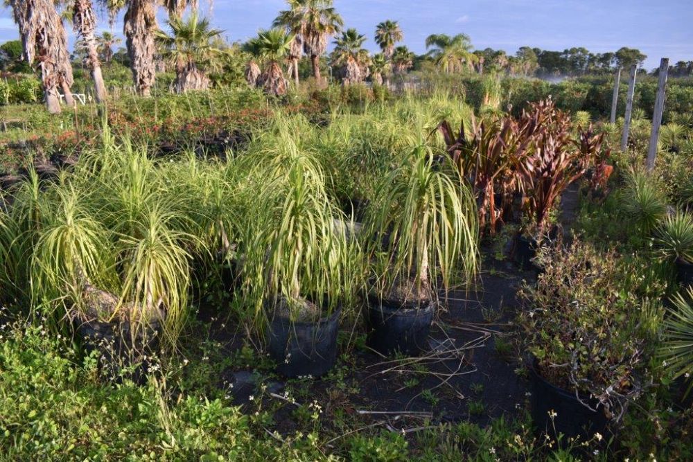 beaucarnea-recurvata-ponytail-palm-nolina-recurvata-elephant-s-foot-palm