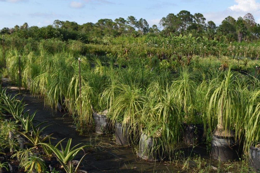 beaucarnea-recurvata-ponytail-palm-nolina-recurvata-elephant-s-foot-palm