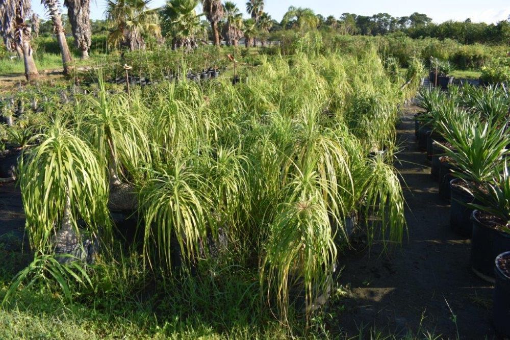 beaucarnea-recurvata-ponytail-palm-nolina-recurvata-elephant-s-foot-palm