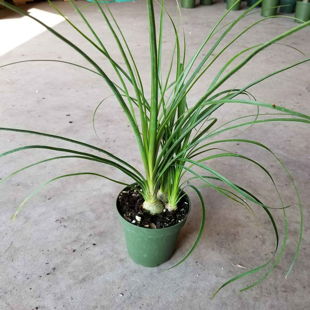 beaucarnea-recurvata-ponytail-palm-nolina-recurvata-elephant-s-foot-palm