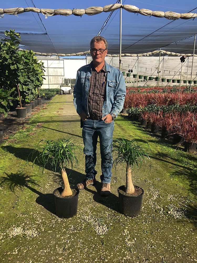 beaucarnea-recurvata-ponytail-palm-nolina-recurvata-elephant-s-foot-palm