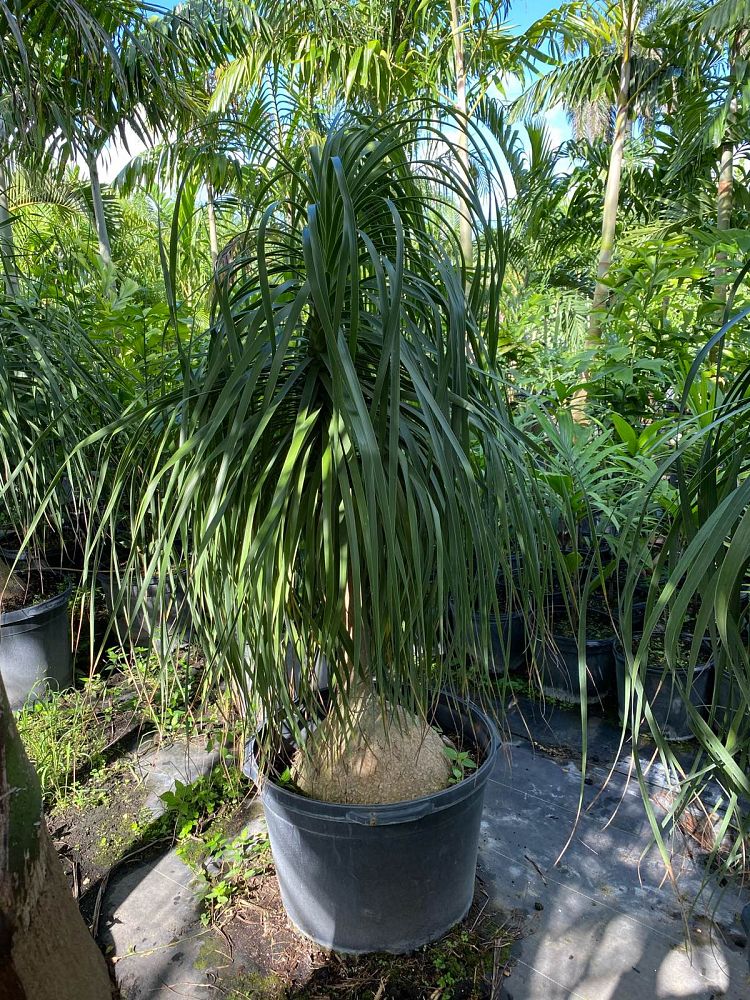 beaucarnea-recurvata-ponytail-palm-nolina-recurvata-elephant-s-foot-palm