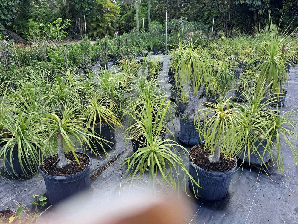 beaucarnea-recurvata-ponytail-palm-nolina-recurvata-elephant-s-foot-palm