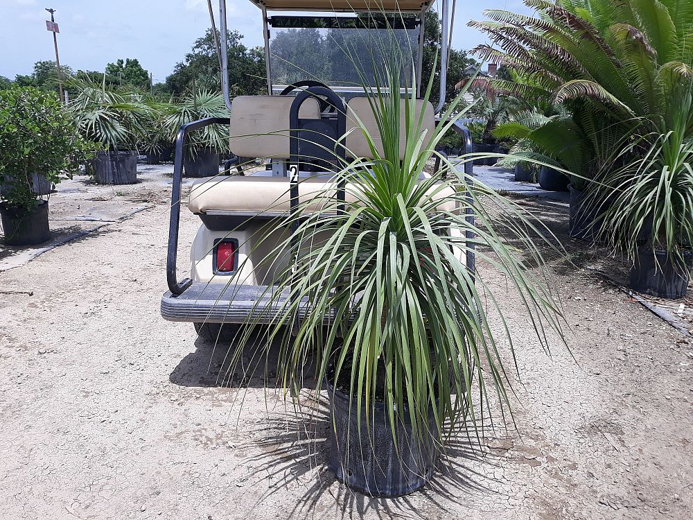 beaucarnea-recurvata-ponytail-palm-nolina-recurvata-elephant-s-foot-palm