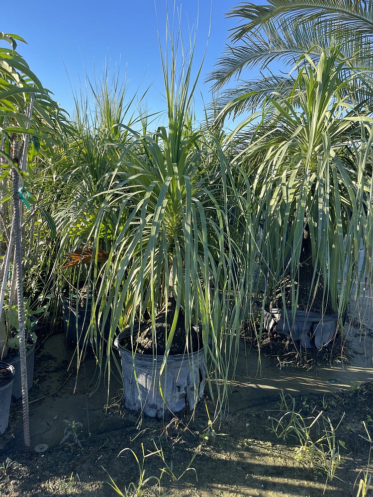 beaucarnea-recurvata-ponytail-palm-nolina-recurvata-elephant-s-foot-palm
