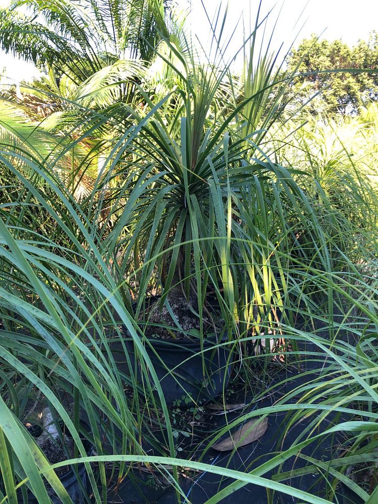 beaucarnea-recurvata-ponytail-palm-nolina-recurvata-elephant-s-foot-palm