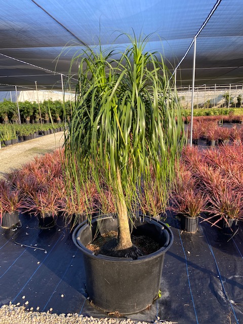beaucarnea-recurvata-ponytail-palm-nolina-recurvata-elephant-s-foot-palm
