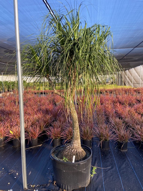 beaucarnea-recurvata-ponytail-palm-nolina-recurvata-elephant-s-foot-palm