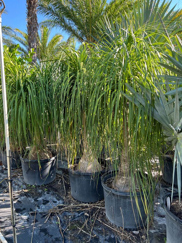 beaucarnea-recurvata-ponytail-palm-nolina-recurvata-elephant-s-foot-palm