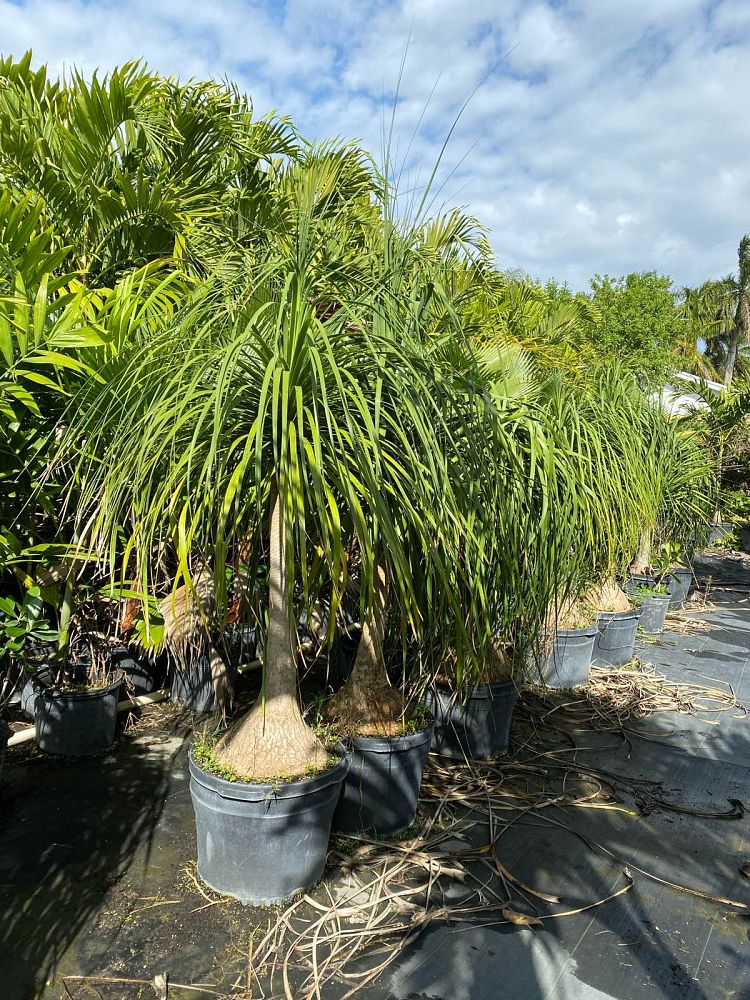 beaucarnea-recurvata-ponytail-palm-nolina-recurvata-elephant-s-foot-palm