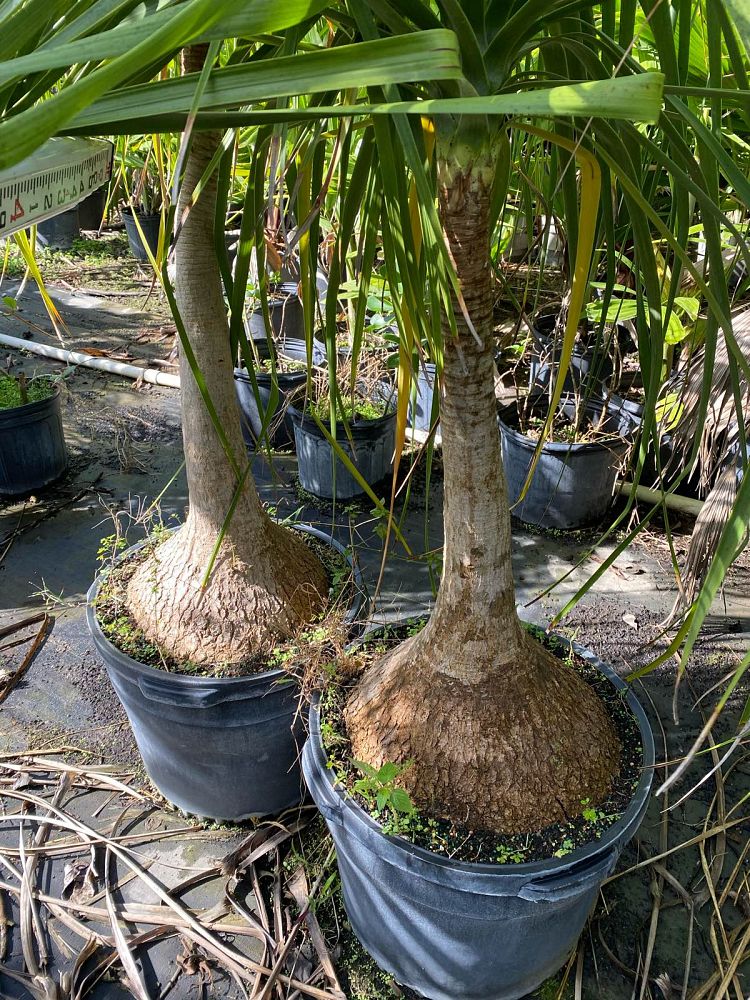 beaucarnea-recurvata-ponytail-palm-nolina-recurvata-elephant-s-foot-palm