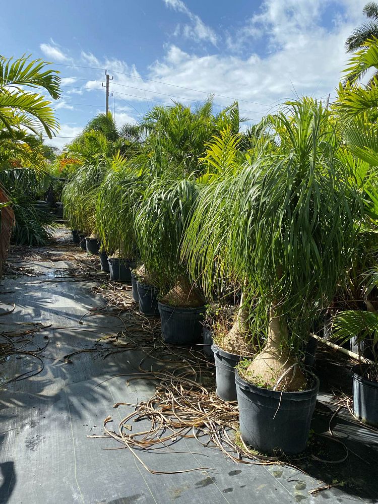beaucarnea-recurvata-ponytail-palm-nolina-recurvata-elephant-s-foot-palm