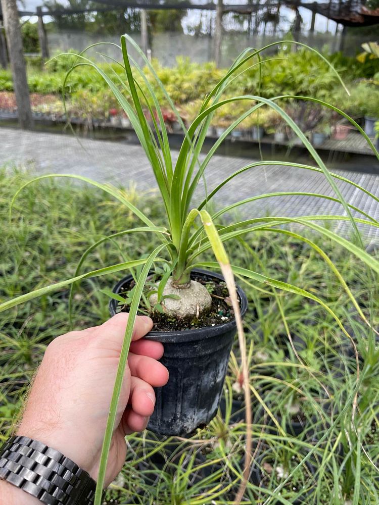 beaucarnea-recurvata-ponytail-palm-nolina-recurvata-elephant-s-foot-palm