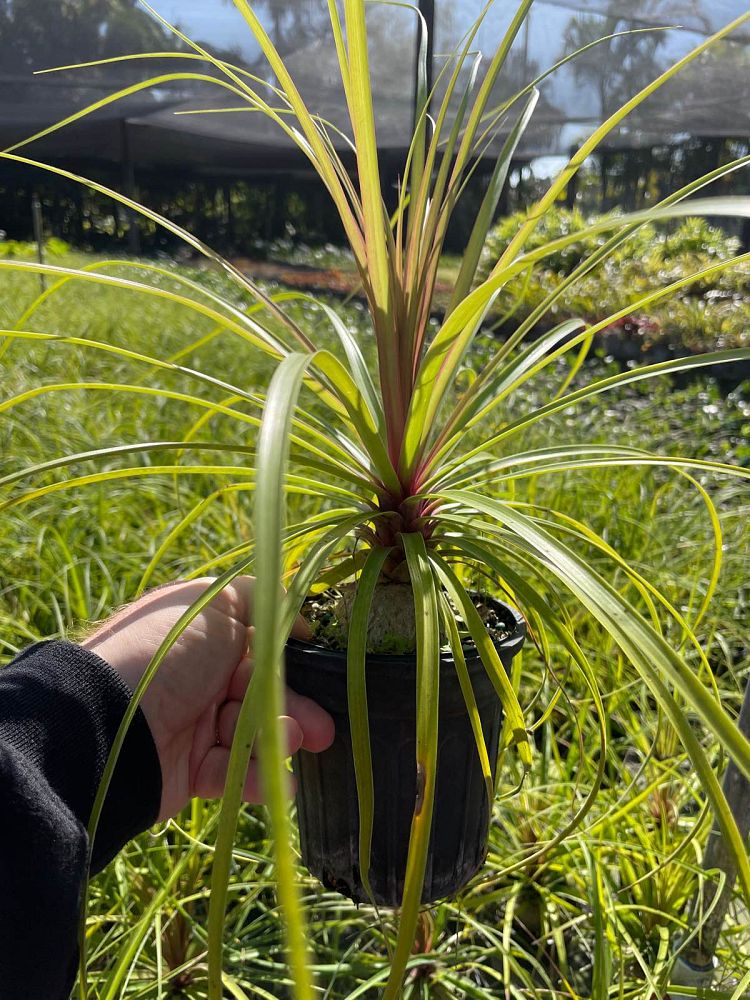 beaucarnea-recurvata-ponytail-palm-nolina-recurvata-elephant-s-foot-palm