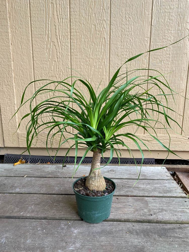 beaucarnea-recurvata-ponytail-palm-nolina-recurvata-elephant-s-foot-palm