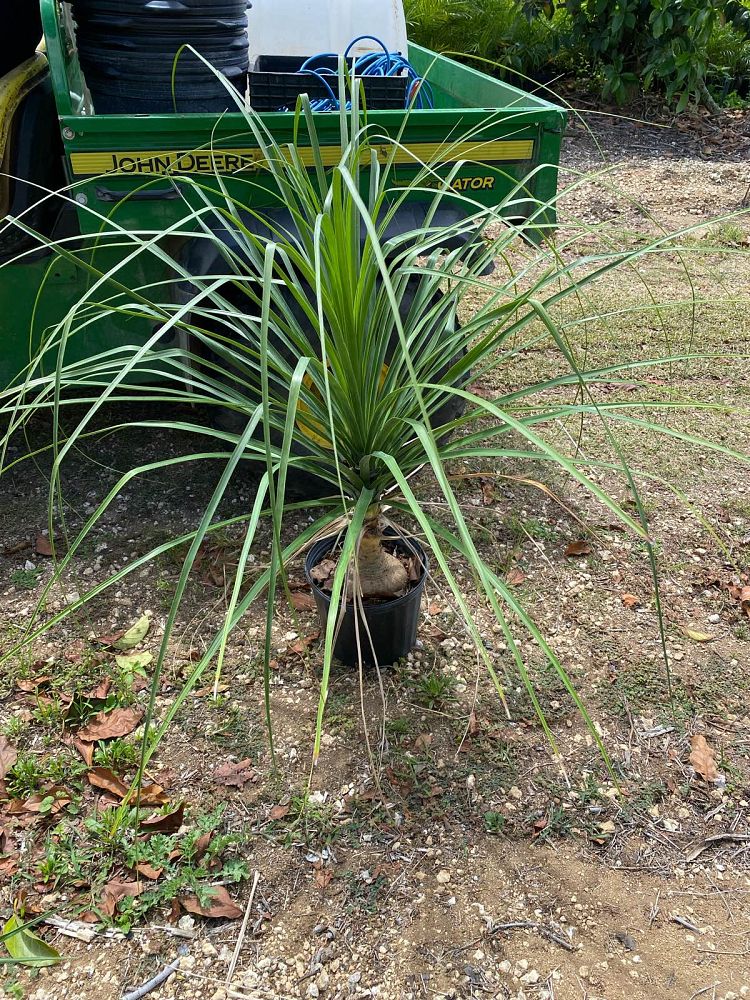beaucarnea-recurvata-ponytail-palm-nolina-recurvata-elephant-s-foot-palm