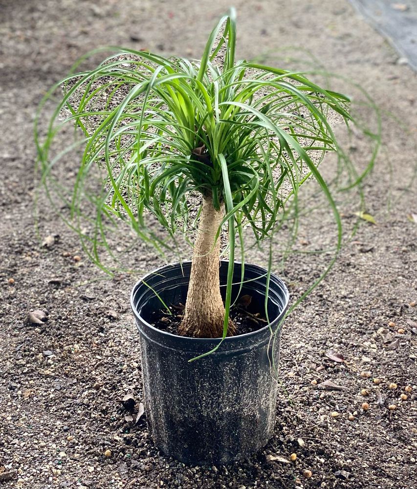 beaucarnea-recurvata-ponytail-palm-nolina-recurvata-elephant-s-foot-palm