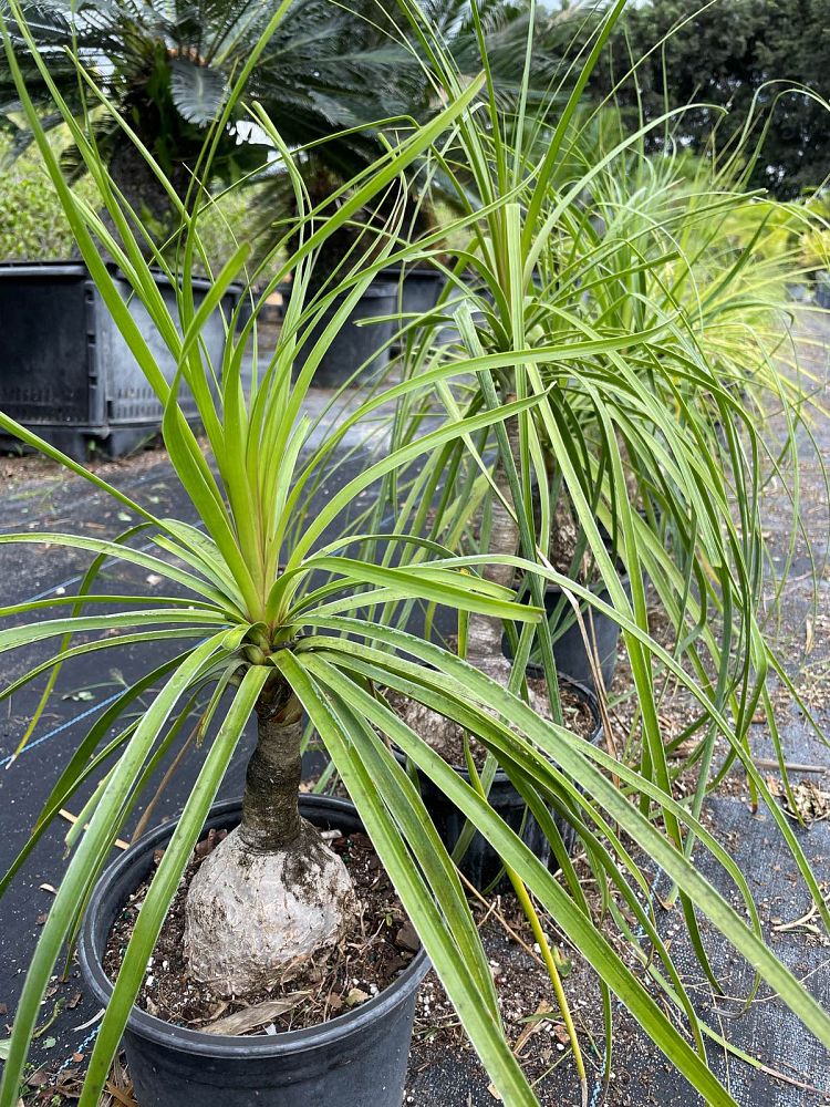 beaucarnea-recurvata-ponytail-palm-nolina-recurvata-elephant-s-foot-palm