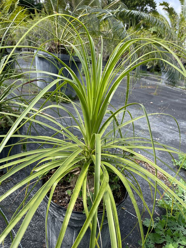 beaucarnea-recurvata-ponytail-palm-nolina-recurvata-elephant-s-foot-palm