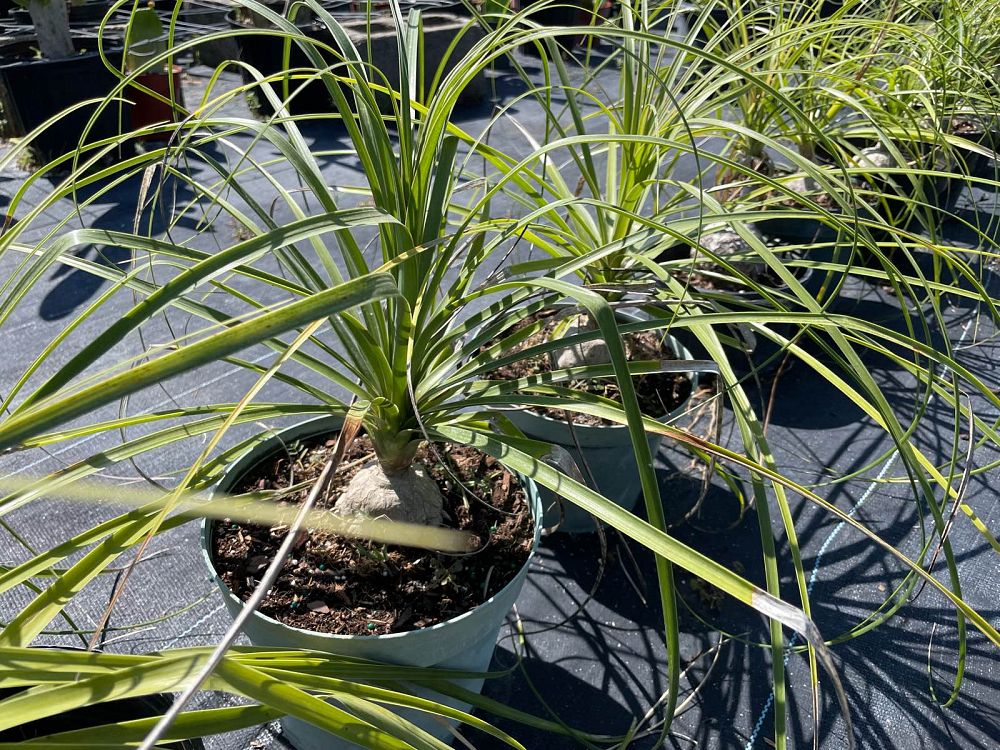 beaucarnea-recurvata-ponytail-palm-nolina-recurvata-elephant-s-foot-palm