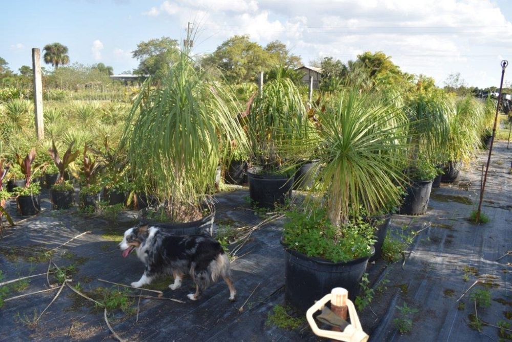 beaucarnea-recurvata-ponytail-palm-nolina-recurvata-elephant-s-foot-palm