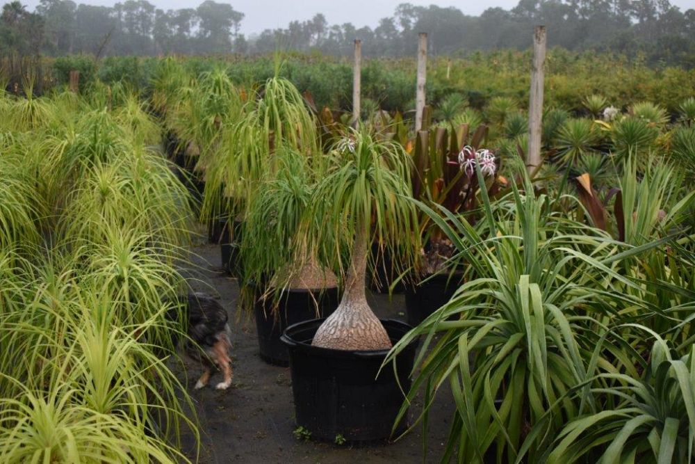 beaucarnea-recurvata-ponytail-palm-nolina-recurvata-elephant-s-foot-palm