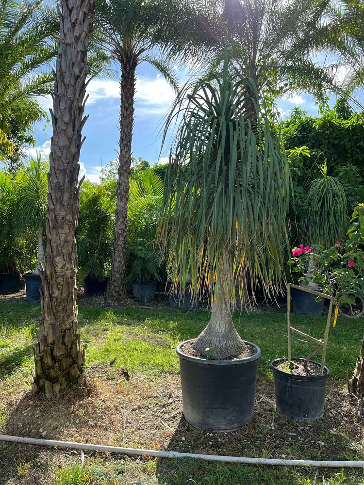 beaucarnea-recurvata-ponytail-palm-nolina-recurvata-elephant-s-foot-palm
