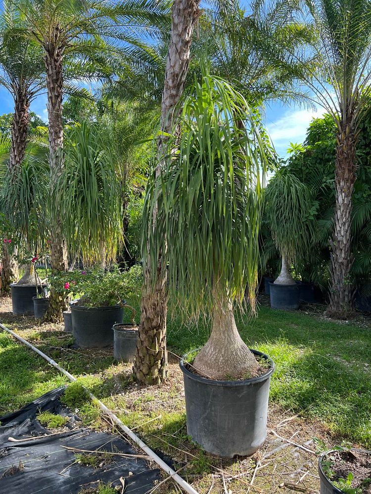 beaucarnea-recurvata-ponytail-palm-nolina-recurvata-elephant-s-foot-palm
