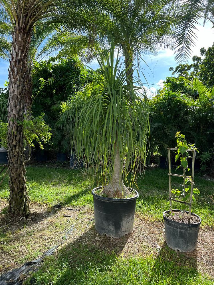 beaucarnea-recurvata-ponytail-palm-nolina-recurvata-elephant-s-foot-palm