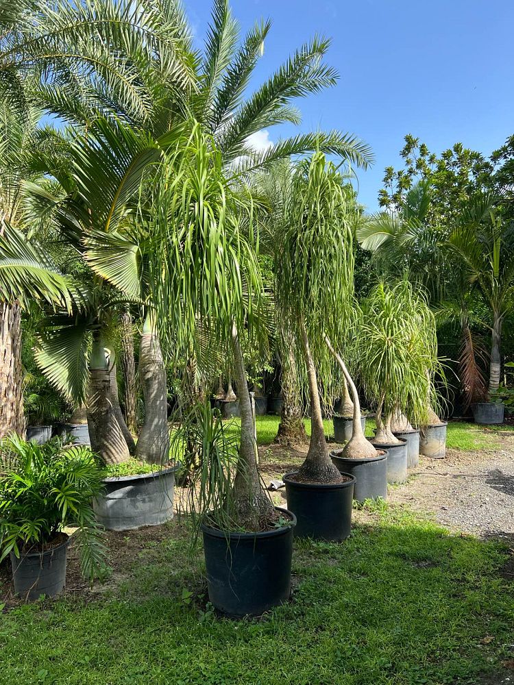 beaucarnea-recurvata-ponytail-palm-nolina-recurvata-elephant-s-foot-palm
