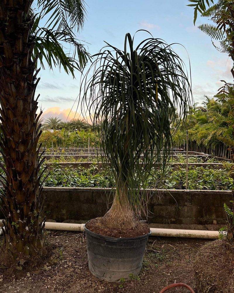 beaucarnea-recurvata-ponytail-palm-nolina-recurvata-elephant-s-foot-palm