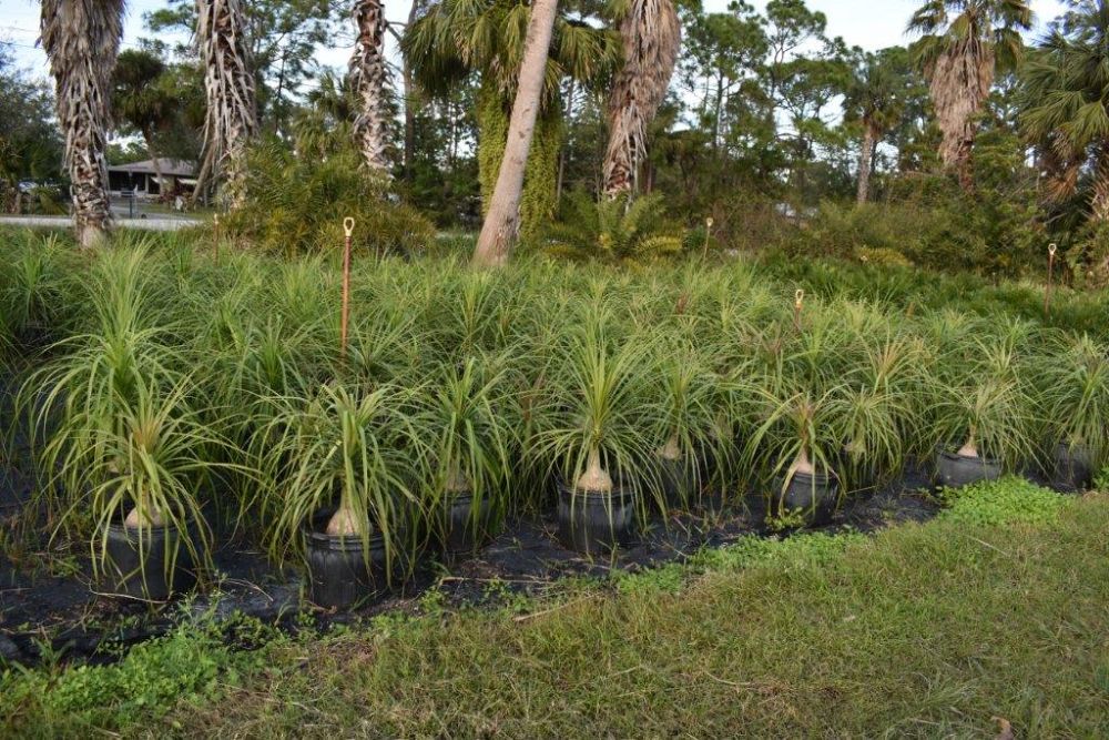 beaucarnea-recurvata-ponytail-palm-nolina-recurvata-elephant-s-foot-palm