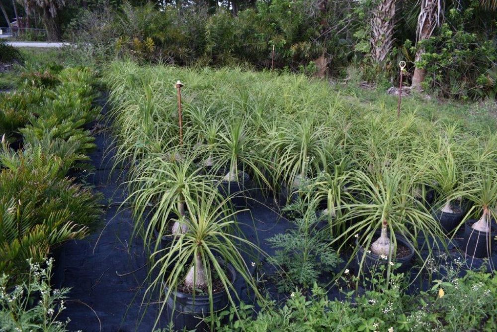 beaucarnea-recurvata-ponytail-palm-nolina-recurvata-elephant-s-foot-palm