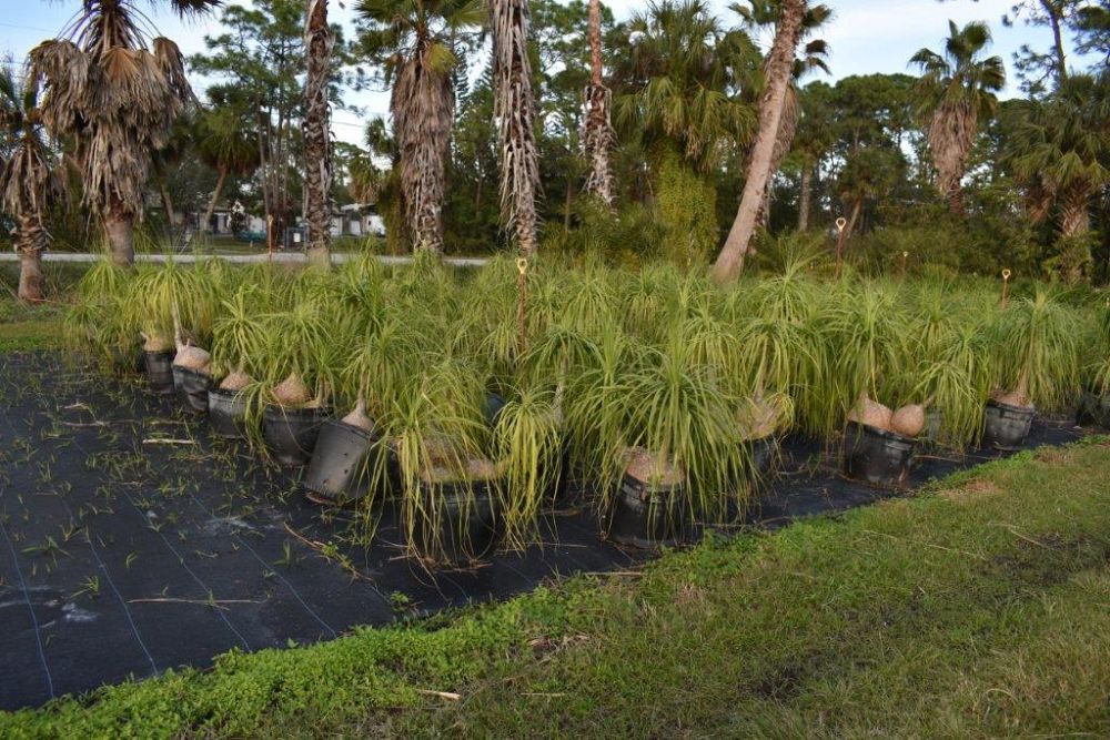 beaucarnea-recurvata-ponytail-palm-nolina-recurvata-elephant-s-foot-palm