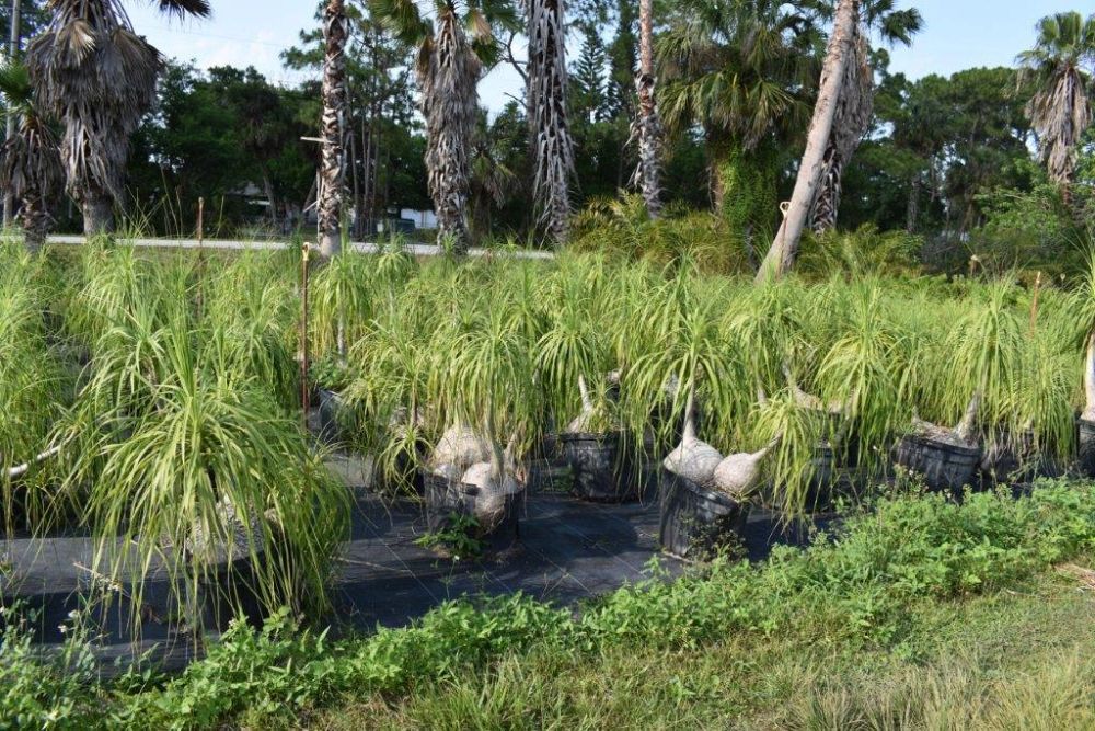 beaucarnea-recurvata-ponytail-palm-nolina-recurvata-elephant-s-foot-palm