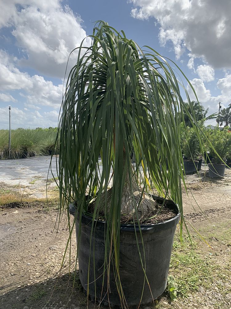 beaucarnea-recurvata-ponytail-palm-nolina-recurvata-elephant-s-foot-palm