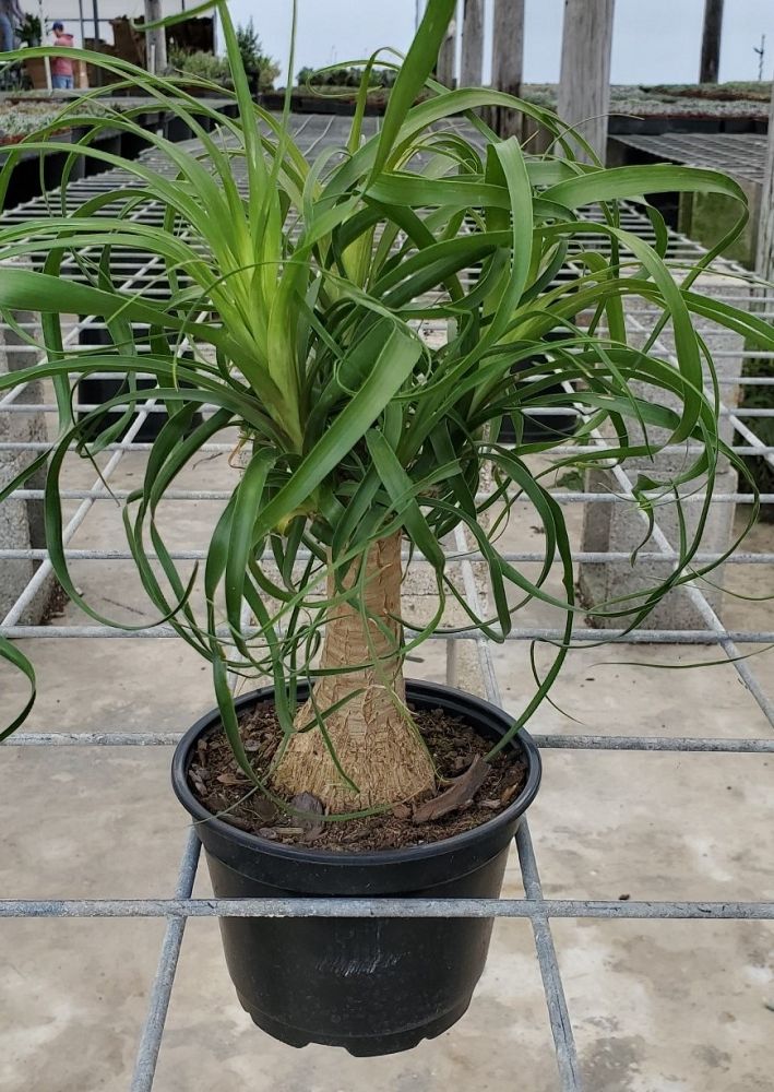 beaucarnea-recurvata-ponytail-palm-nolina-recurvata-elephant-s-foot-palm