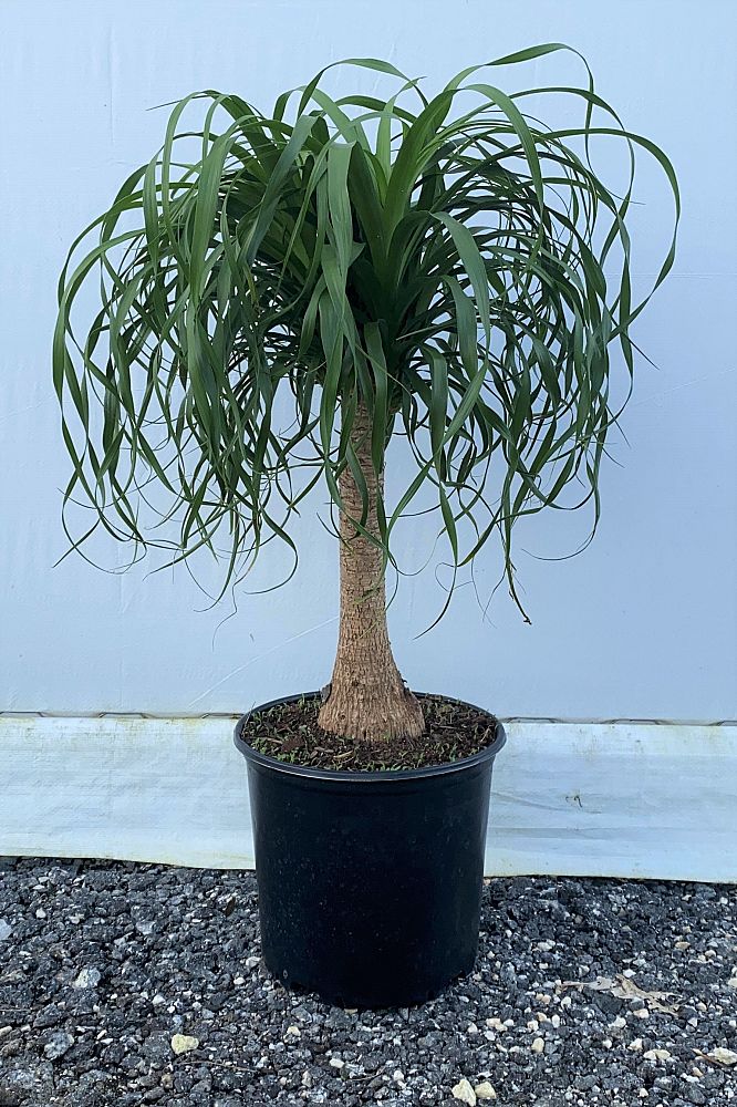 beaucarnea-recurvata-ponytail-palm-nolina-recurvata-elephant-s-foot-palm