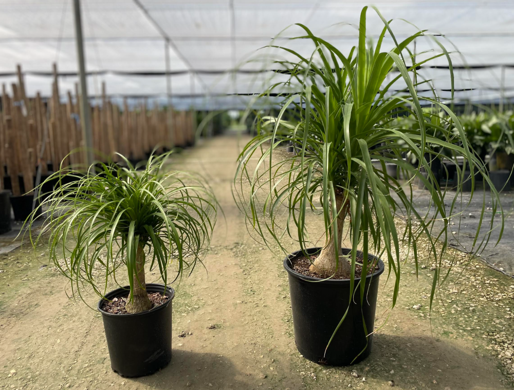beaucarnea-recurvata-ponytail-palm-nolina-recurvata-elephant-s-foot-palm