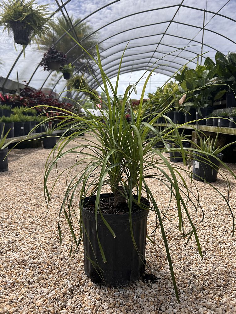 beaucarnea-recurvata-ponytail-palm-nolina-recurvata-elephant-s-foot-palm