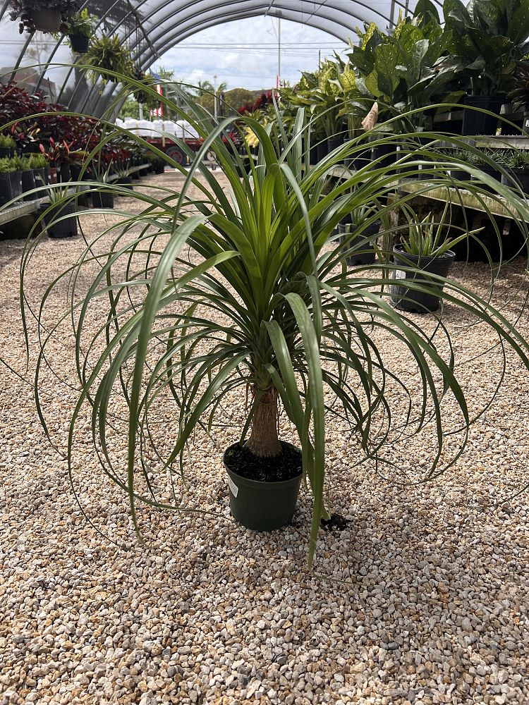beaucarnea-recurvata-ponytail-palm-nolina-recurvata-elephant-s-foot-palm