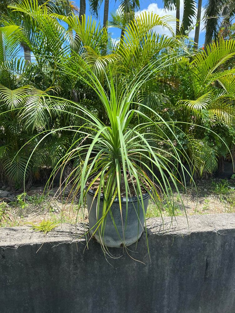 beaucarnea-recurvata-ponytail-palm-nolina-recurvata-elephant-s-foot-palm