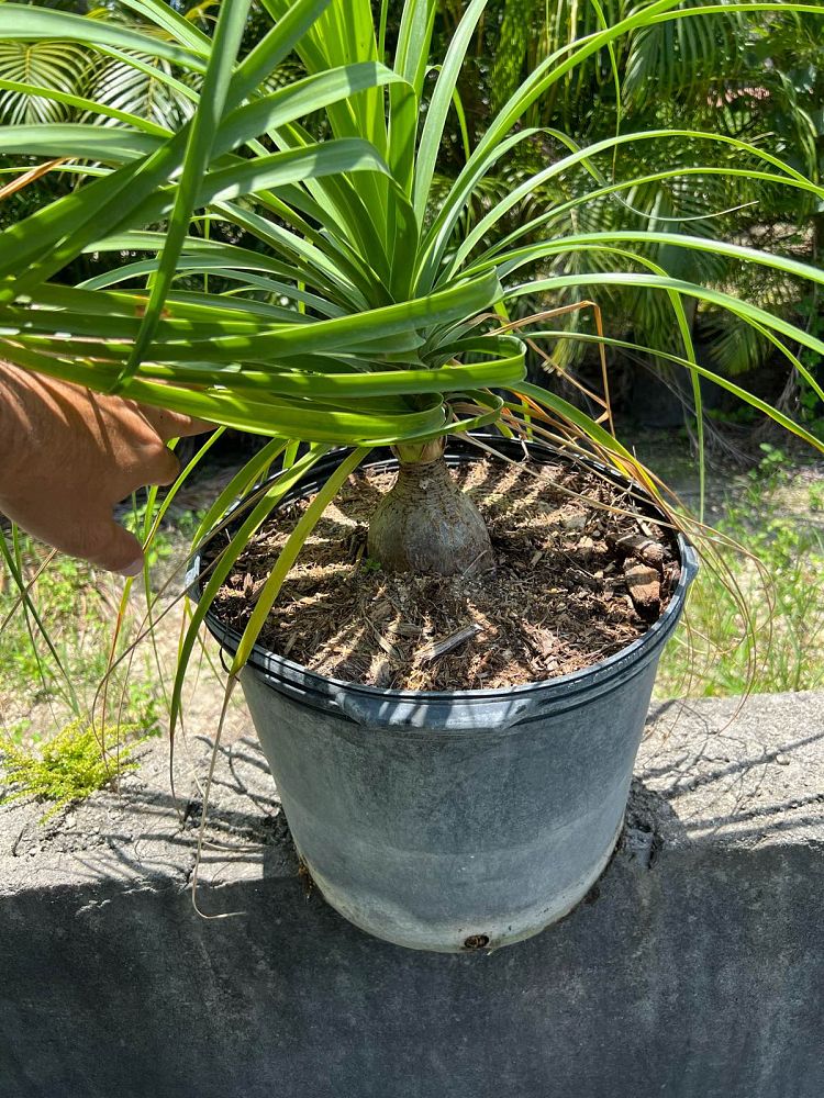 beaucarnea-recurvata-ponytail-palm-nolina-recurvata-elephant-s-foot-palm